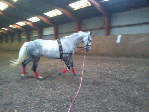 Dansk Varmblod |  Carola - @Copyrigth billede 16