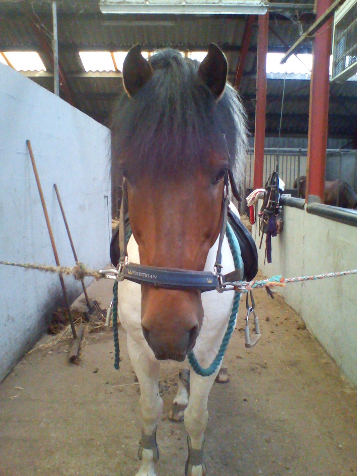 Pinto | Lotus - @Copyrigth billede 1