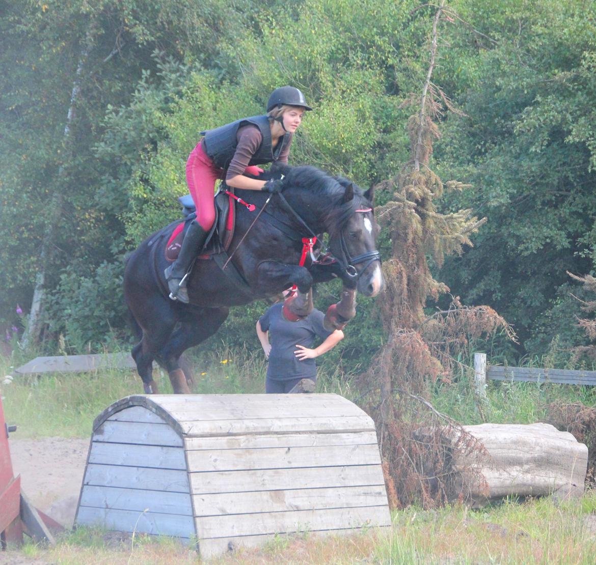 Welsh Cob (sec D) Thornvig Shadow billede 6