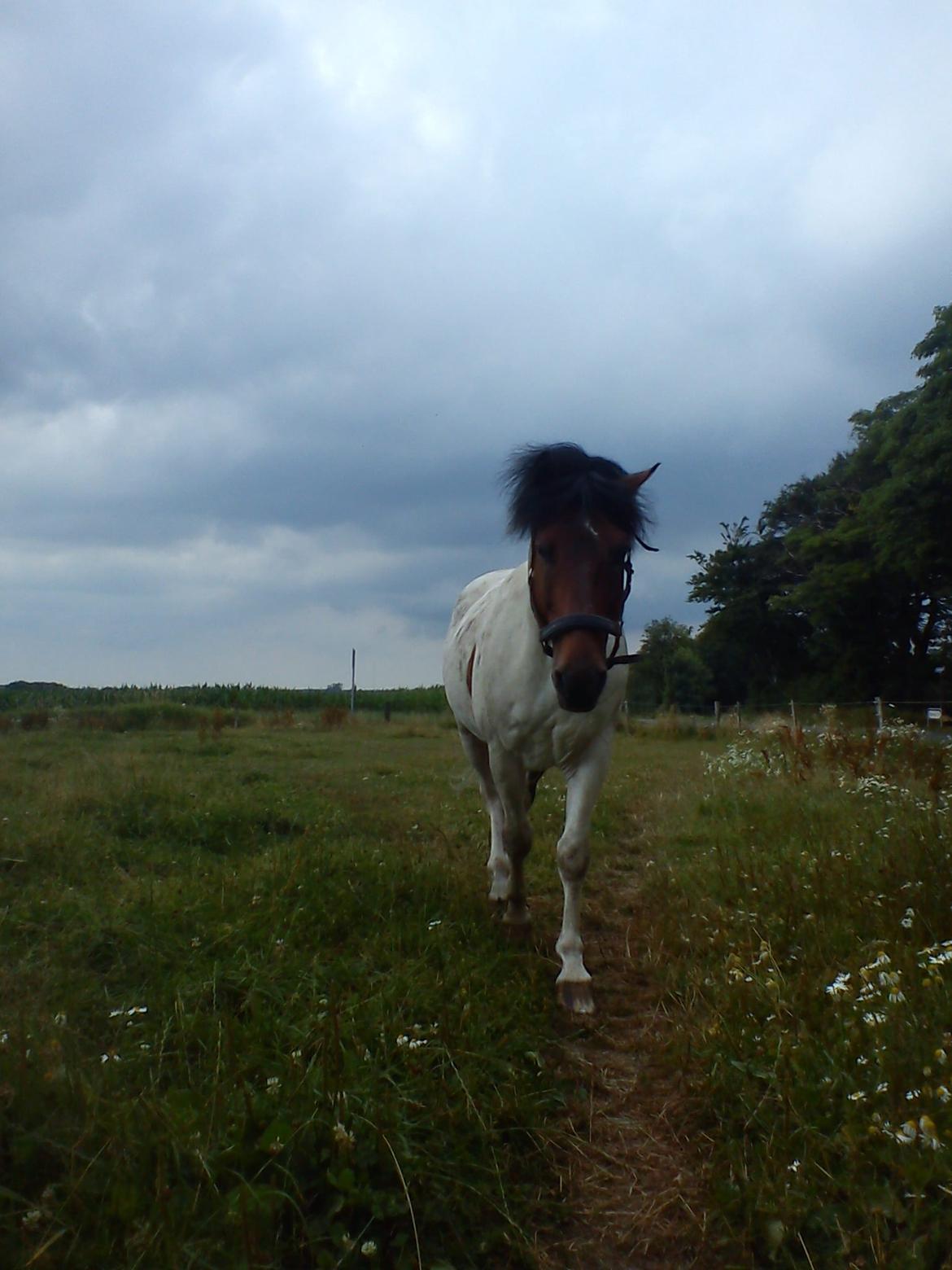 Pinto | Lotus - @Copyrigth billede 2