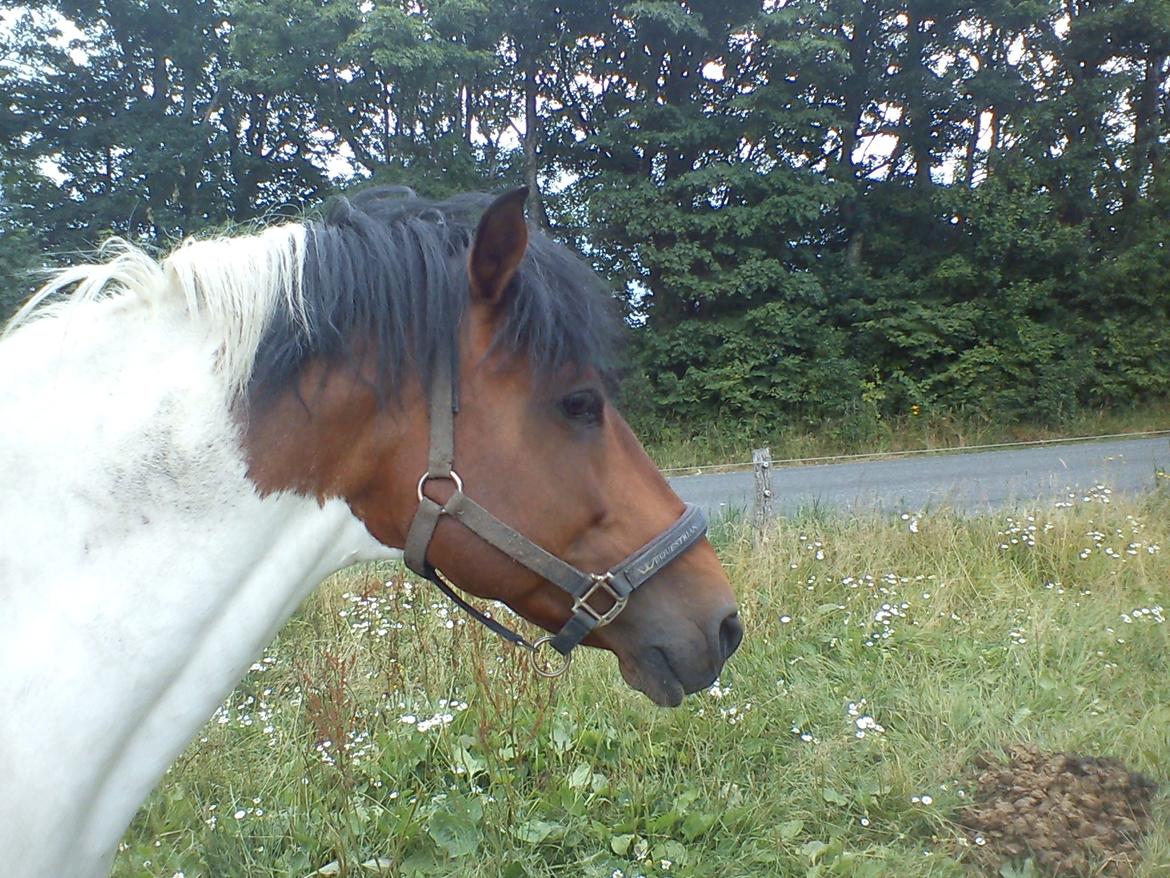 Pinto | Lotus - @Copyrigth billede 3