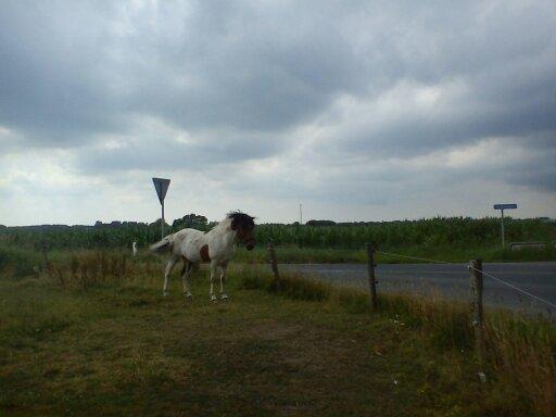 Pinto | Lotus - @Copyrigth billede 4