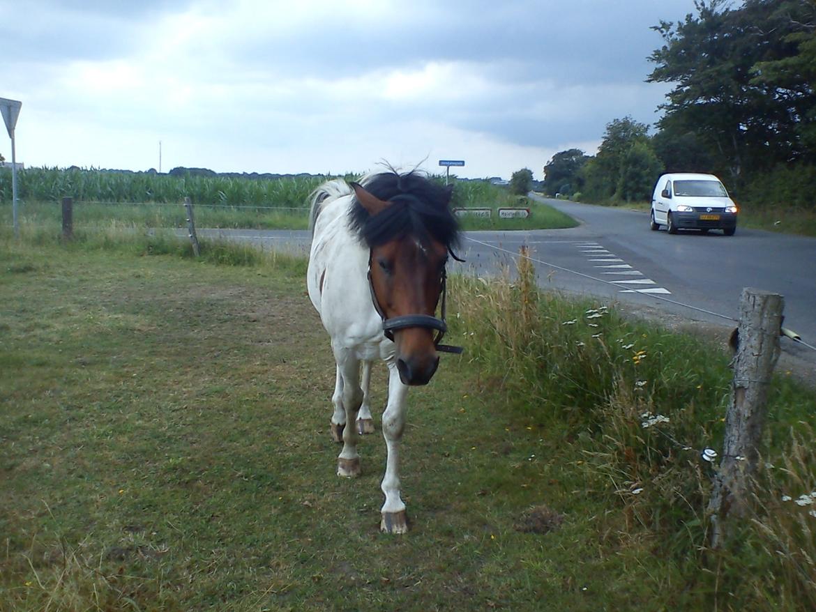 Pinto | Lotus - @Copyrigth billede 6