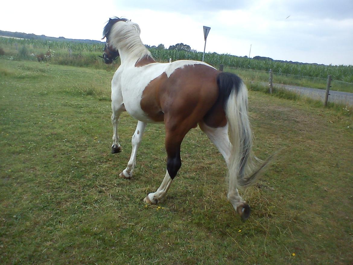 Pinto | Lotus - @Copyrigth billede 7