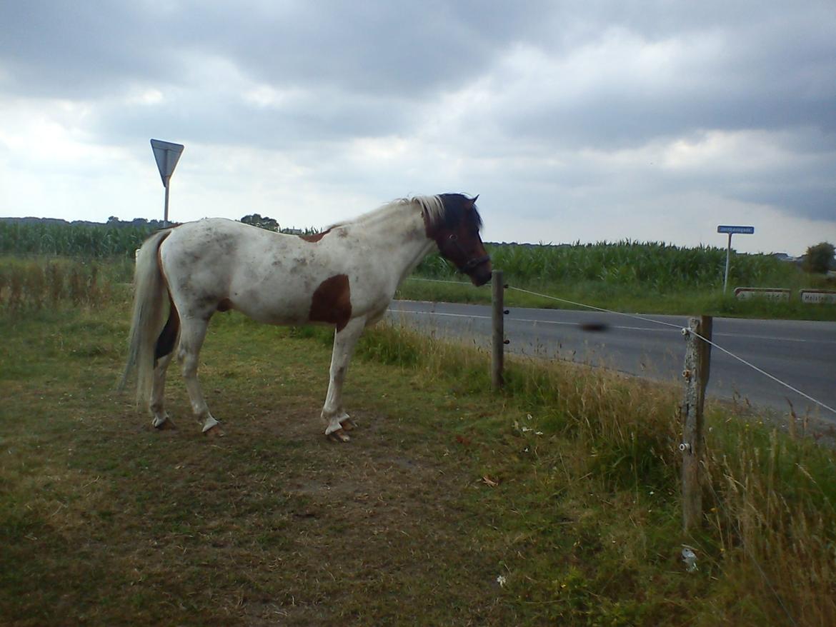 Pinto | Lotus - @Copyrigth billede 8