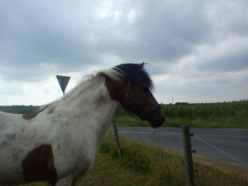 Pinto | Lotus - @Copyrigth billede 10