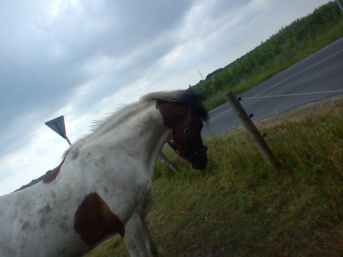 Pinto | Lotus - @Copyrigth billede 11