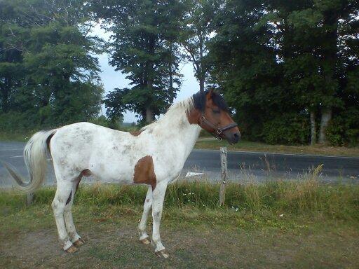 Pinto | Lotus - @Copyrigth billede 12