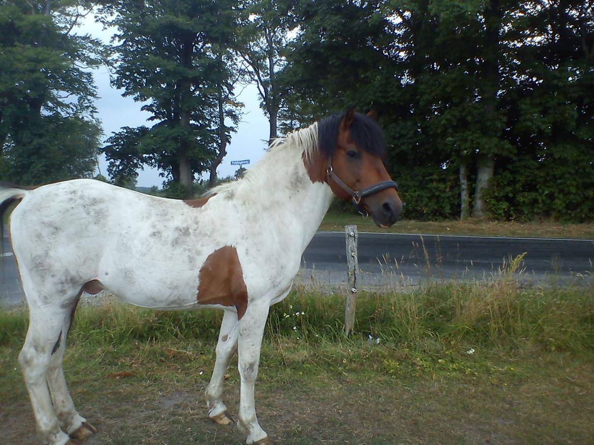 Pinto | Lotus - @Copyrigth billede 13