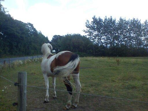 Pinto | Lotus - @Copyrigth billede 14