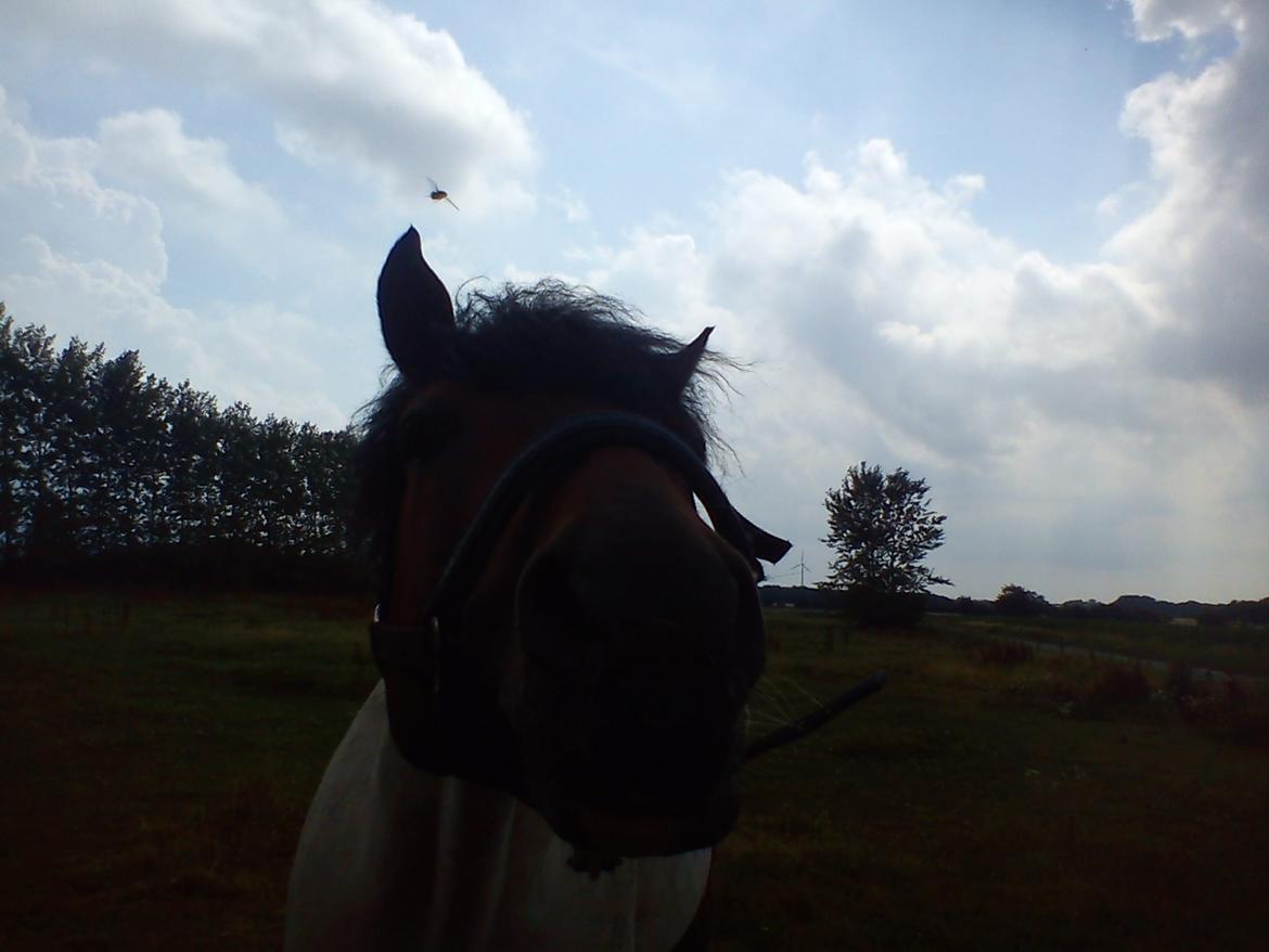 Pinto | Lotus - @Copyrigth billede 15