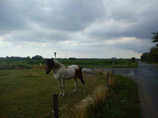 Pinto | Lotus - @Copyrigth billede 16