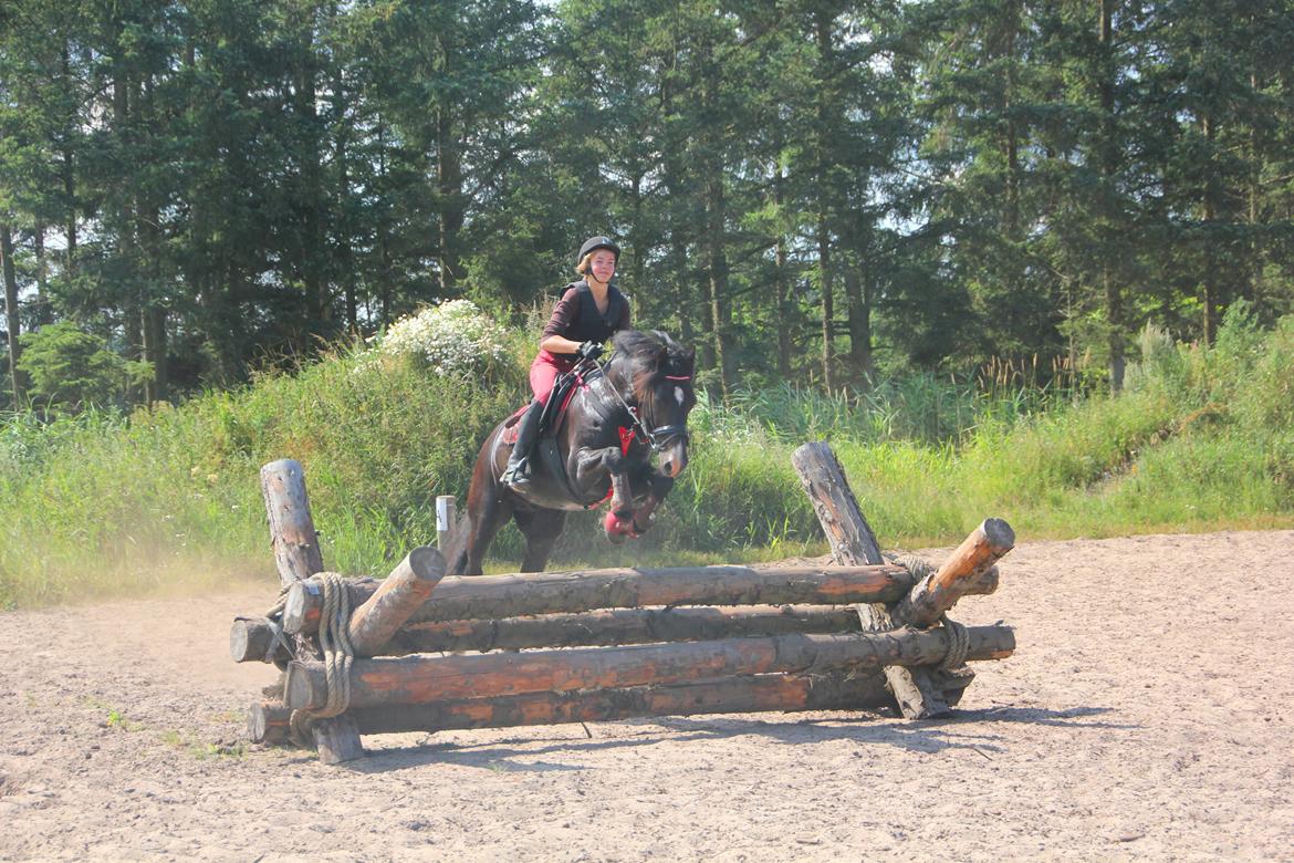 Welsh Cob (sec D) Thornvig Shadow - Vores første terrænundervisning i Klithuse, juli 2013. Pony var super sej, og fløj over 80-90 forhindringer:). billede 3