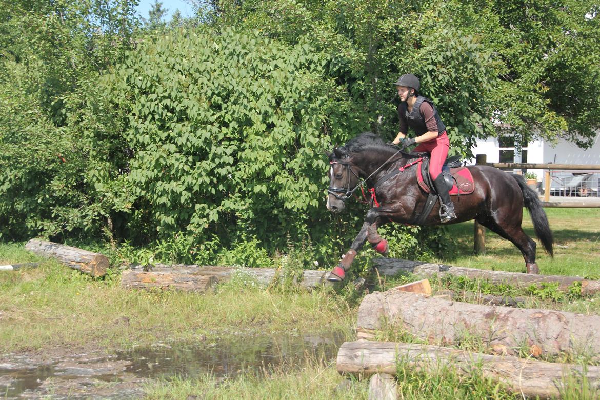 Welsh Cob (sec D) Thornvig Shadow billede 9