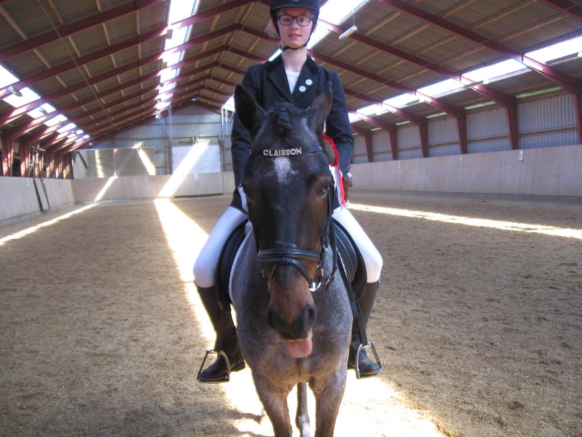 Welsh Cob (sec D) Låddenhøjs Claisson * stjerneponyen Bas * - klar til at ride ind til klassen <3 og claisson leger dum foran kameraret ,) billede 7