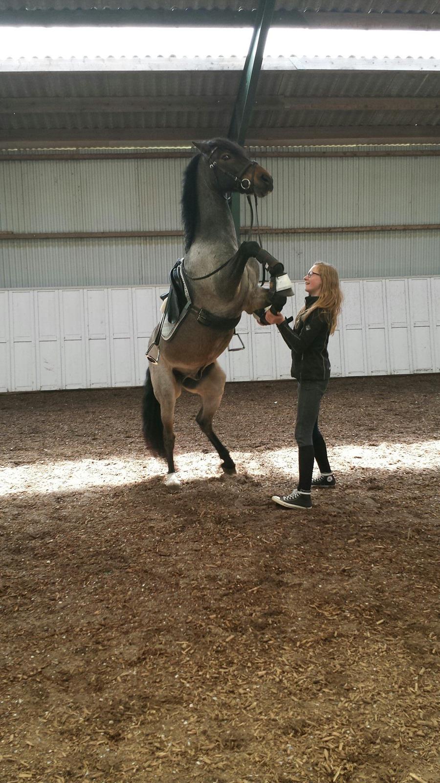 Welsh Cob (sec D) Låddenhøjs Claisson * stjerneponyen Bas * - Stejle triks xD billede 6