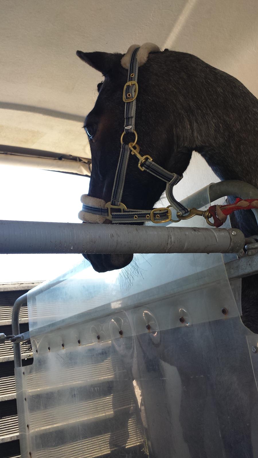 Welsh Cob (sec D) Låddenhøjs Claisson * stjerneponyen Bas * - i traileren ;) billede 5