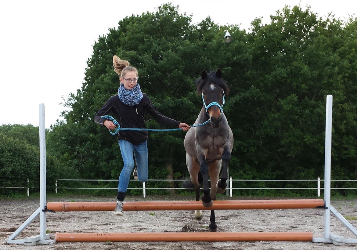 Welsh Cob (sec D) Låddenhøjs Claisson * stjerneponyen Bas * - Det var hyggeligt !<3 billede 2