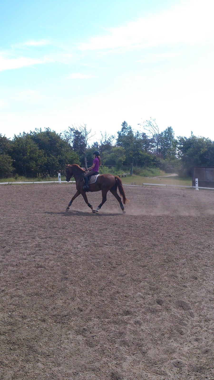 Anden særlig race Mister Monty [Tidl. Hest] - Det bedste dressur billede som hidtil er blevet tage af mig og Monty! <3 STOLT af min kun 5års hest! <3 
25/7-2013 billede 8