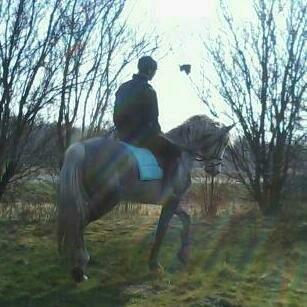 Dansk Varmblod |  Carola - Tidl. Part og Carola billede 17