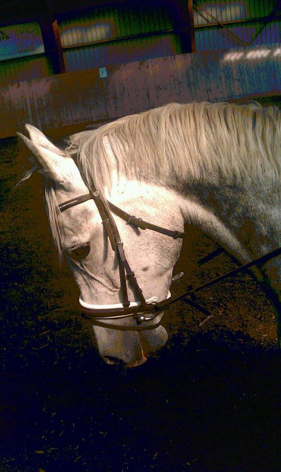 Dansk Varmblod |  Carola - Carola <3  - Velkommen! billede 1