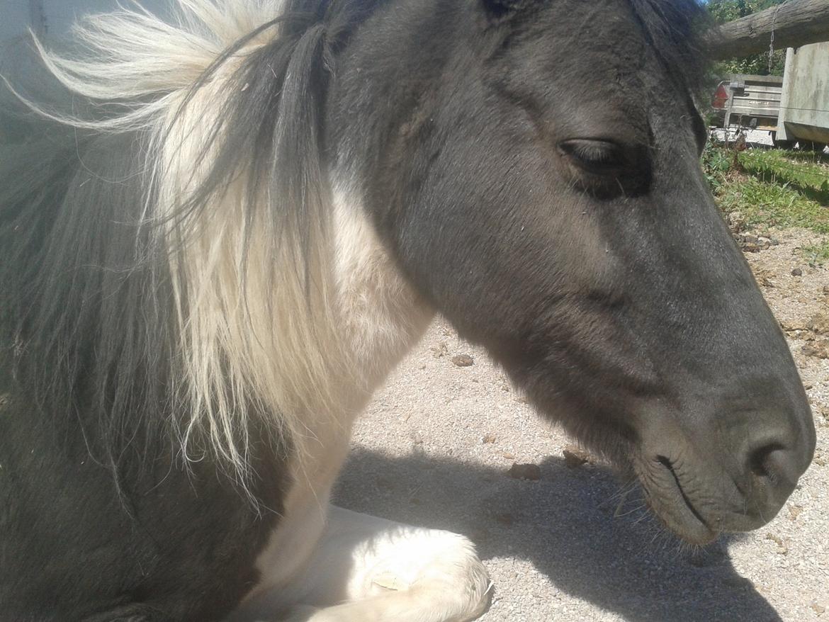 Anden særlig race Beauty - UUUUh det er dejligt at blive nusset lidt i sommervarmen på grusfolden billede 12