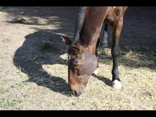 Anden særlig race Chopin (Mutters hest) billede 3