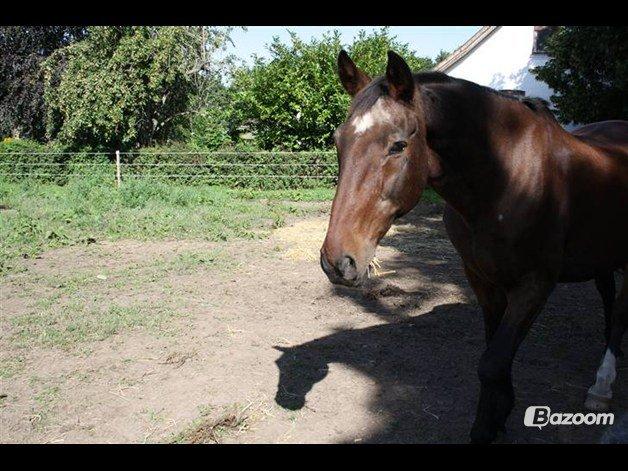 Anden særlig race Chopin (Mutters hest) billede 2