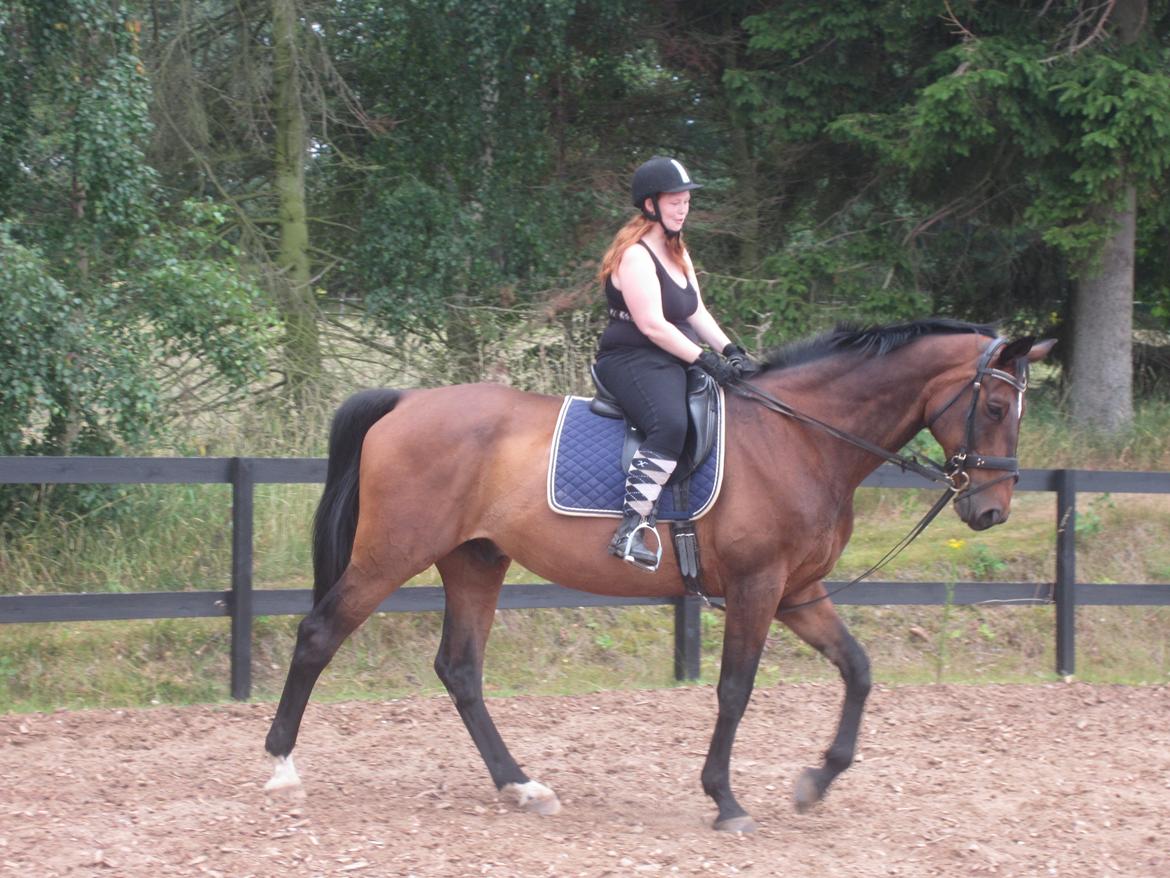 Dansk Varmblod SCHWANTE - D. 25/07-2013, 3gang jeg sidder på ryggen af ham billede 3