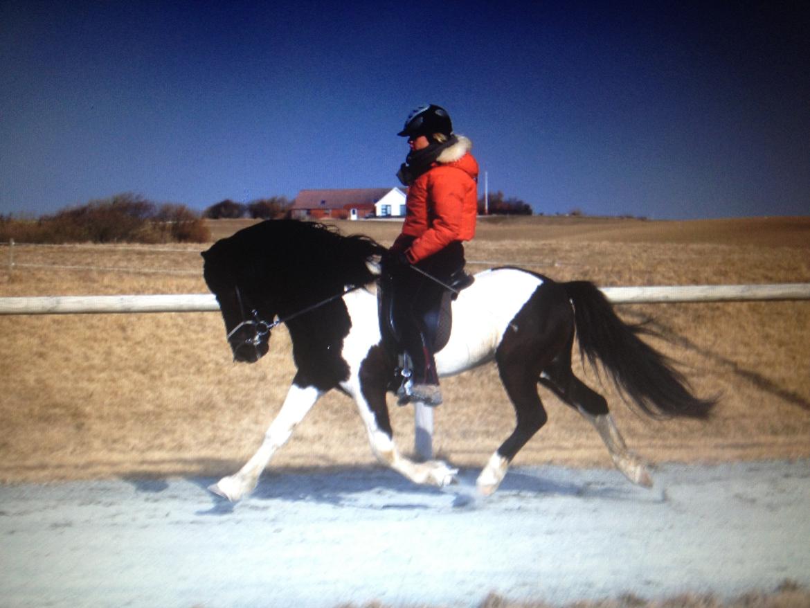 Islænder Söðull frá Miðsitju billede 1