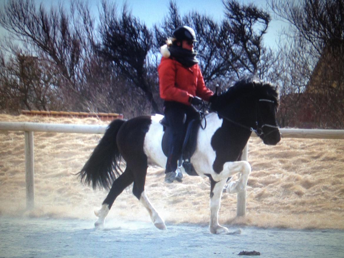 Islænder Söðull frá Miðsitju billede 2