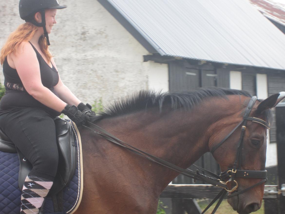 Dansk Varmblod SCHWANTE - D. 25/07-2013 billede 4