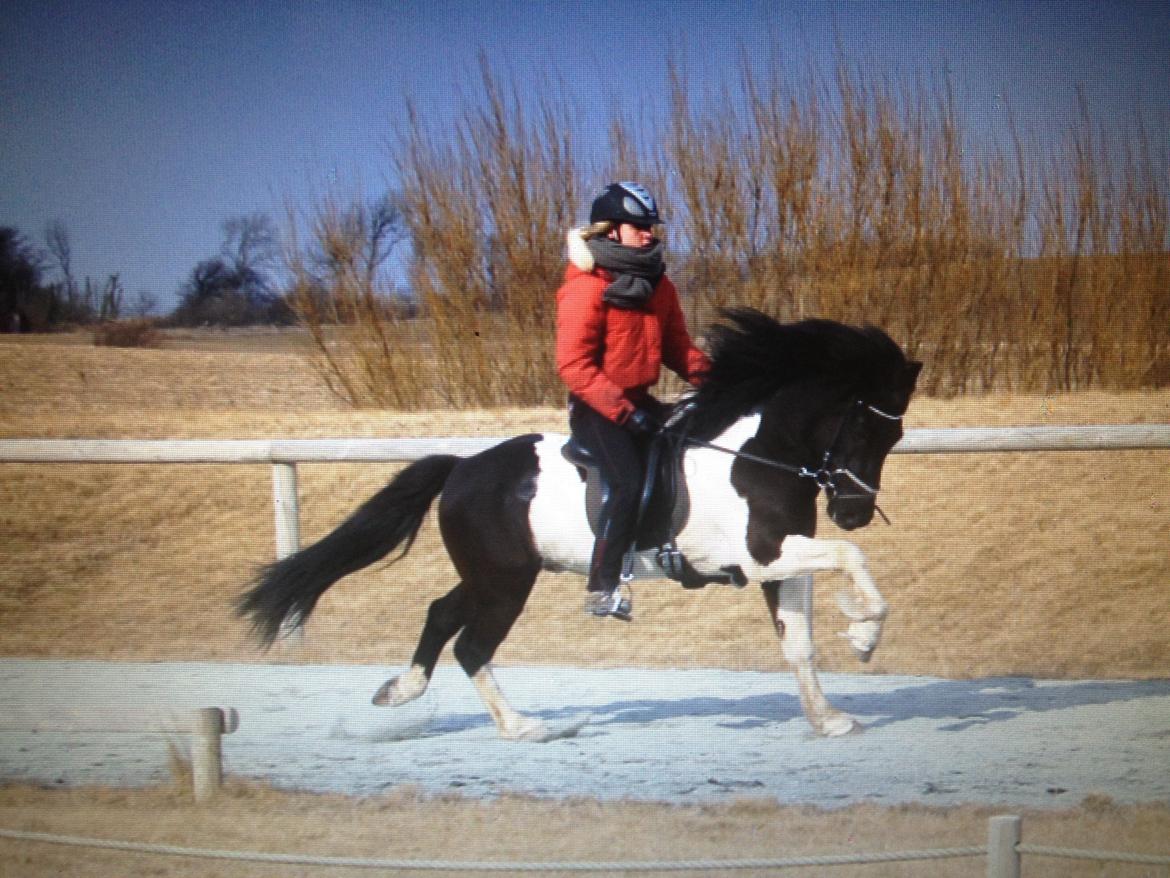 Islænder Söðull frá Miðsitju billede 3