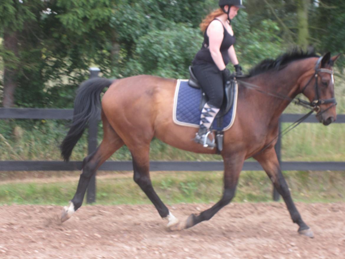 Dansk Varmblod SCHWANTE - D. 25/07-2013, 3gang jeg sidder på ham, øver mig i at læne mig mere tilbage så bær over med det er vant til anden gangart billede 5