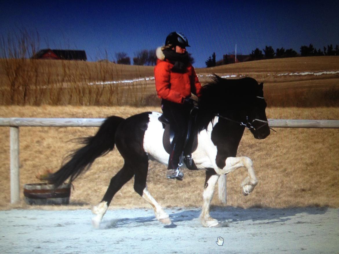 Islænder Söðull frá Miðsitju billede 4