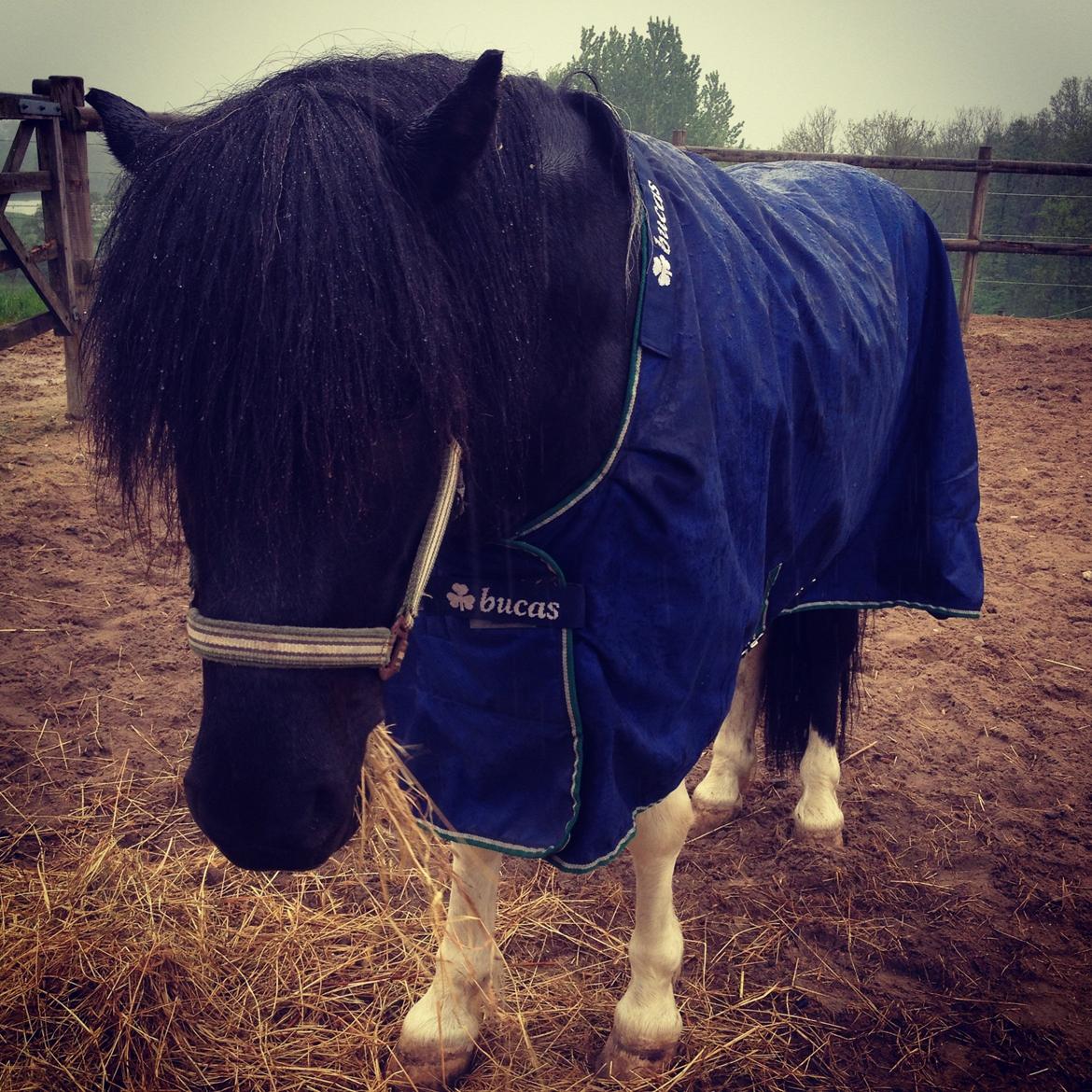 Islænder Söðull frá Miðsitju billede 5