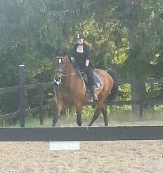 Dansk Varmblod SCHWANTE - D. 11/07-2013 billede 6