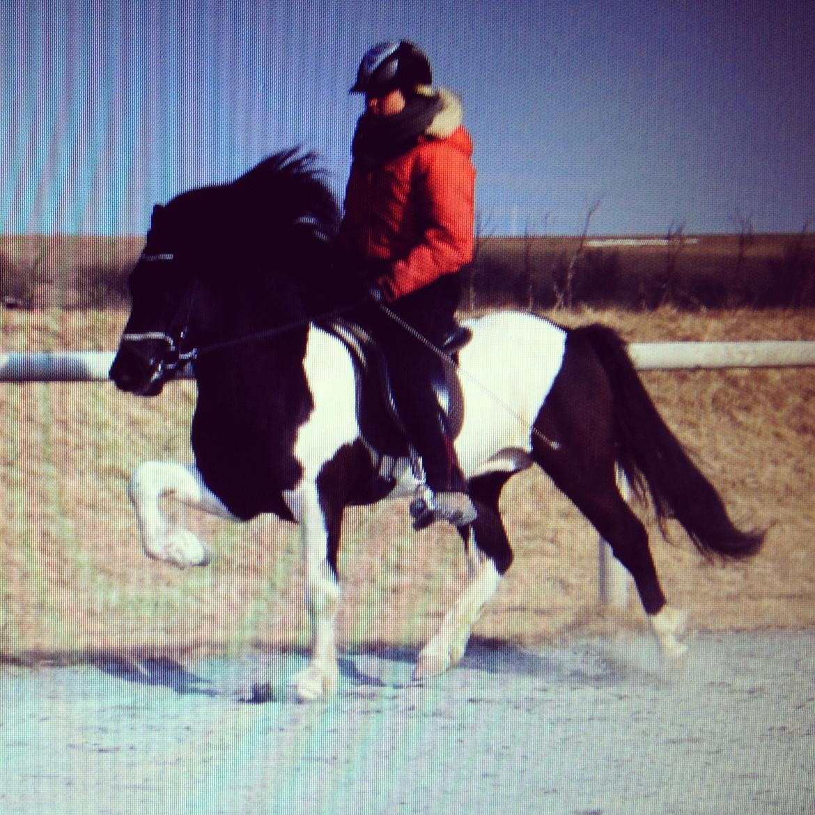 Islænder Söðull frá Miðsitju billede 6