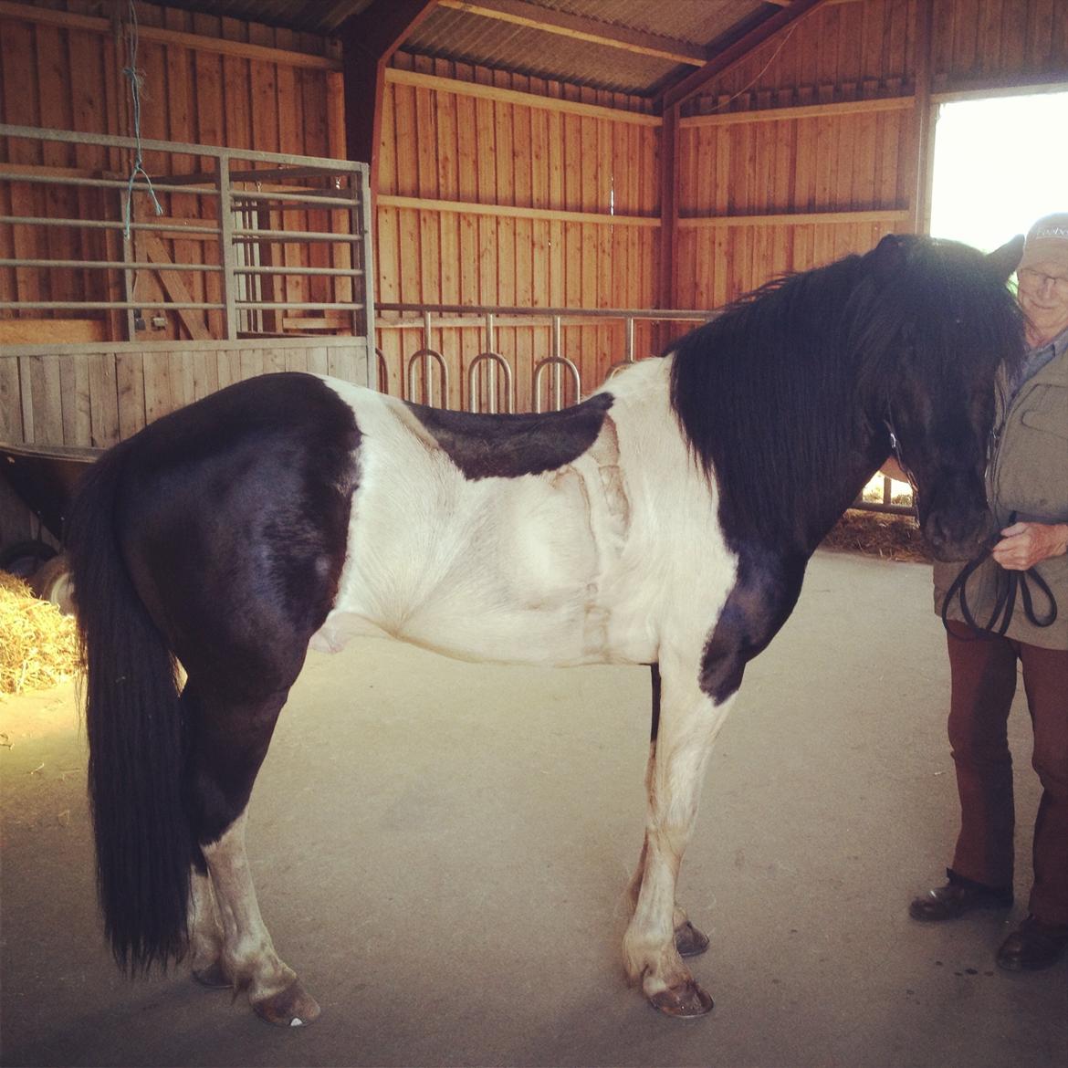 Islænder Söðull frá Miðsitju billede 7