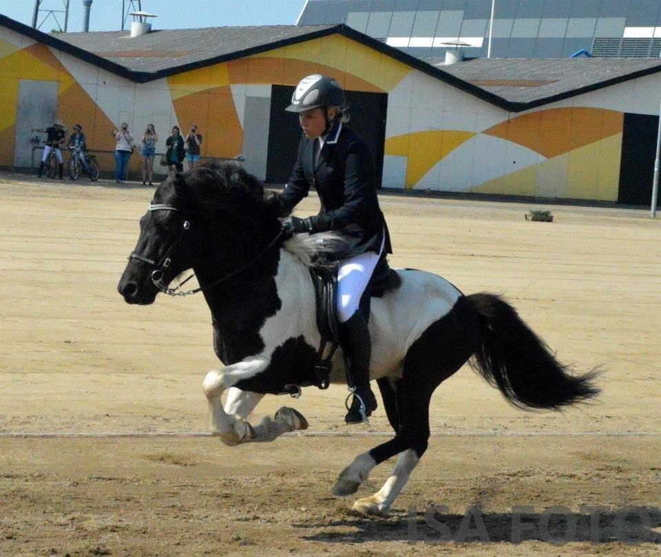 Islænder Söðull frá Miðsitju billede 8