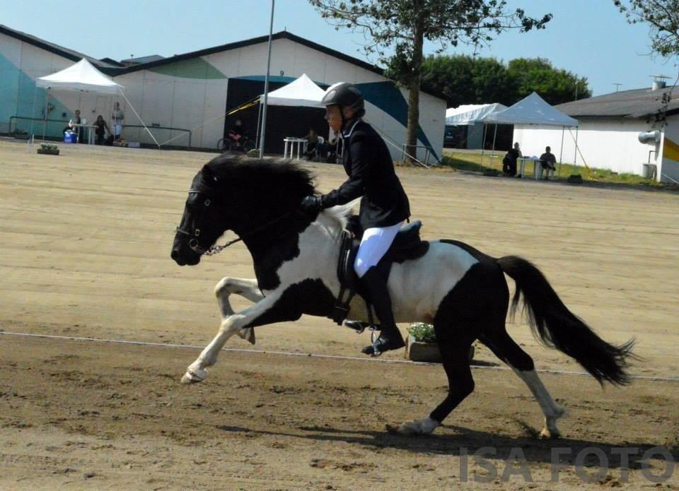 Islænder Söðull frá Miðsitju billede 9