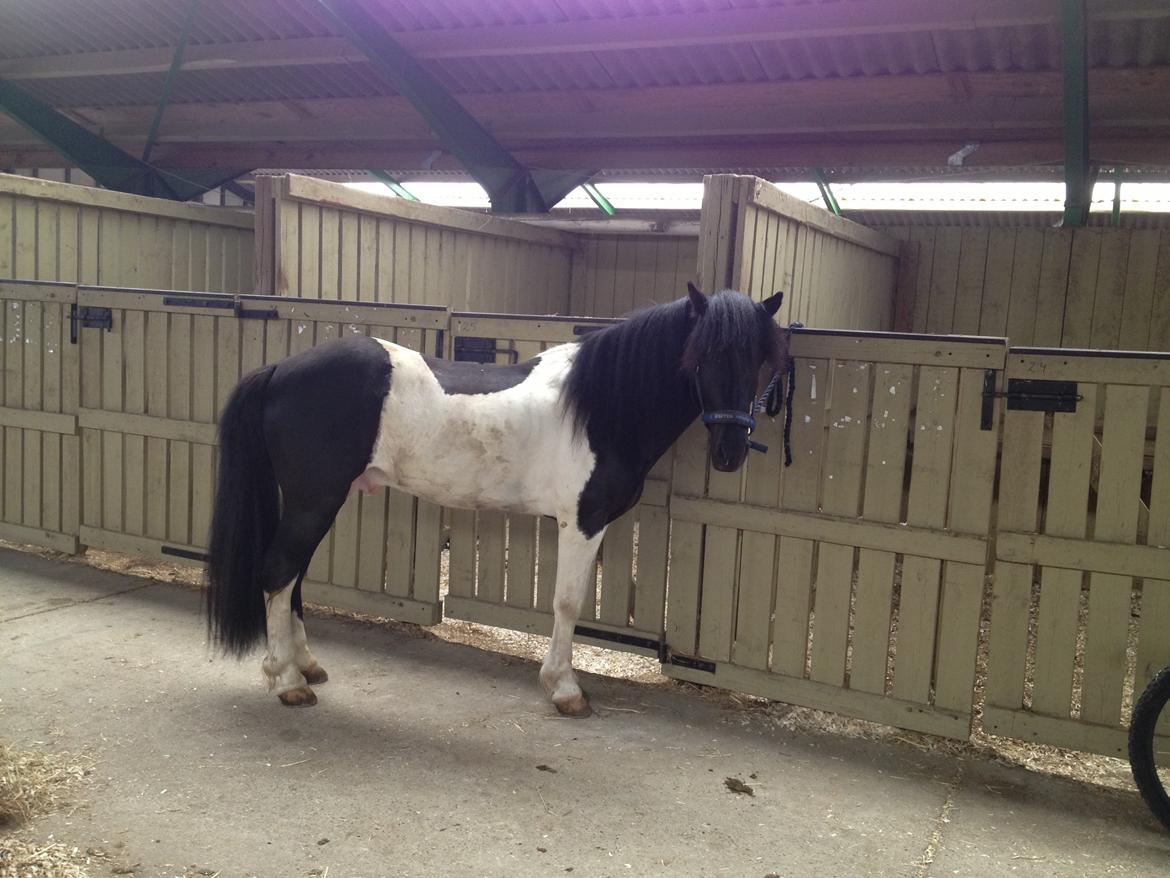 Islænder Söðull frá Miðsitju billede 10