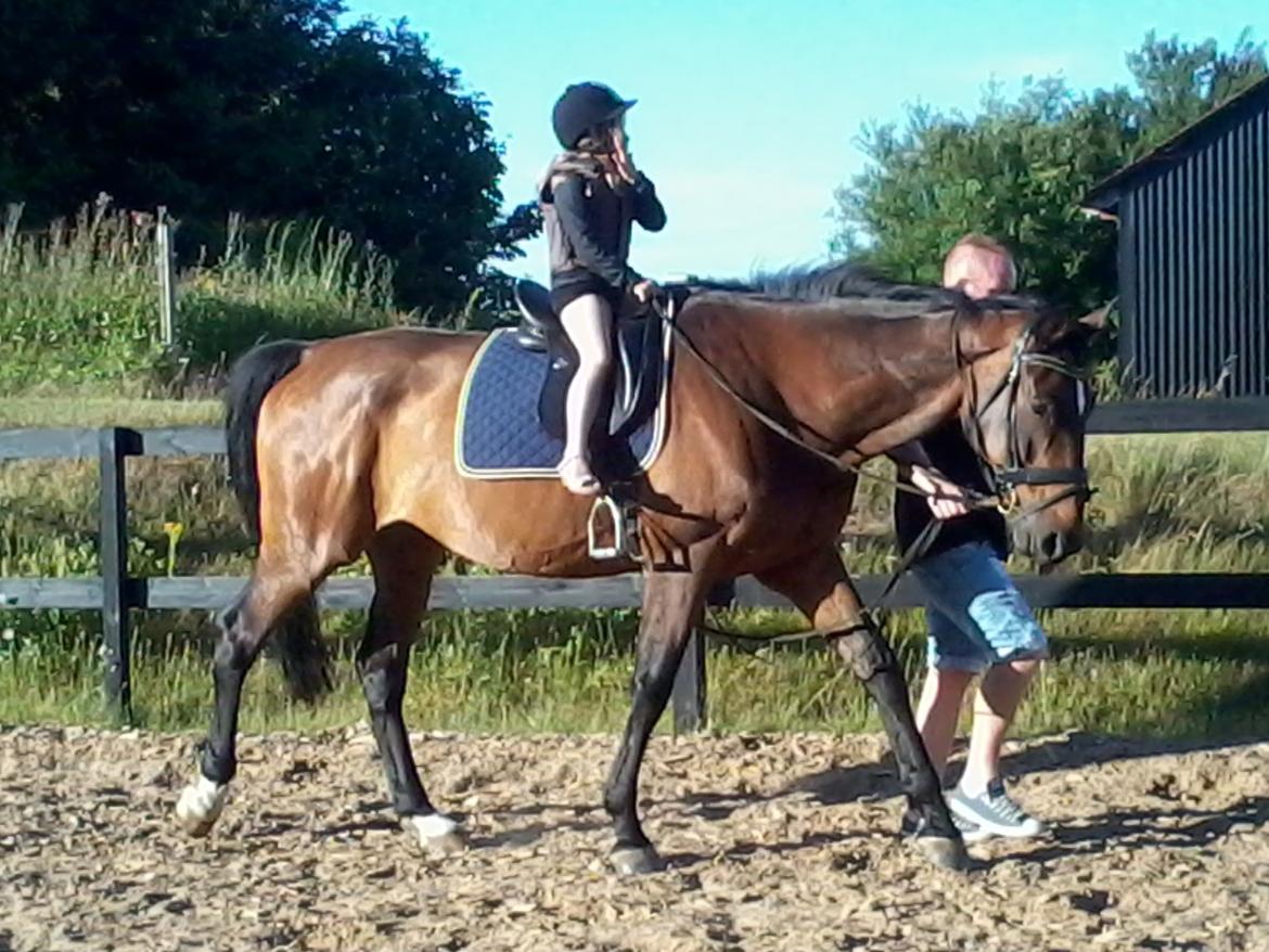 Dansk Varmblod SCHWANTE - D. 18/07-2013, 2gang vi er ude og prøve ham, her for min 8årige niece en træktur på kæmpen :) billede 7