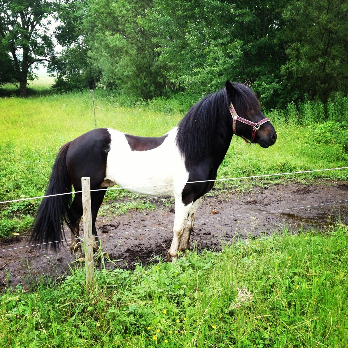 Islænder Söðull frá Miðsitju billede 11