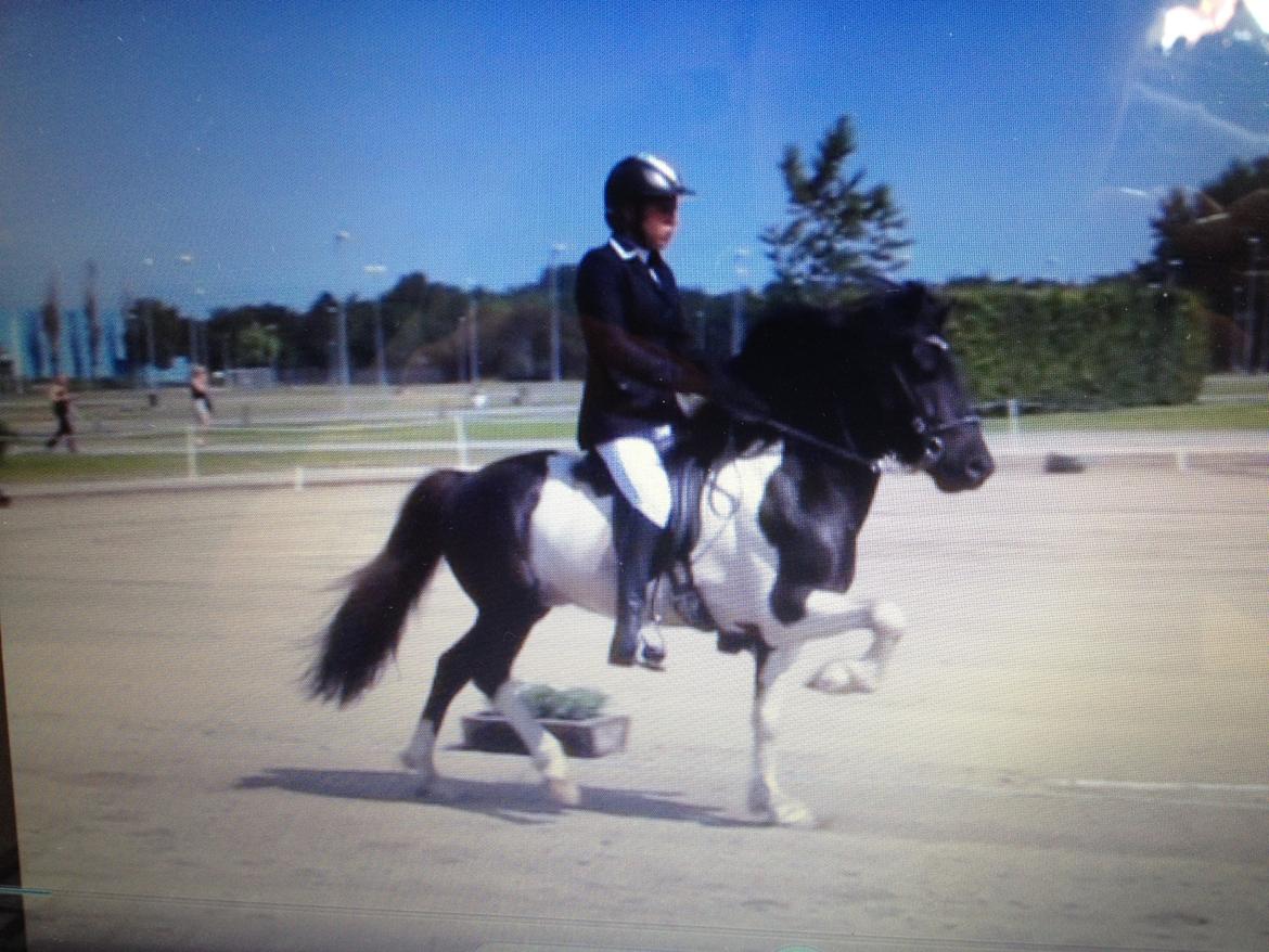 Islænder Söðull frá Miðsitju billede 12