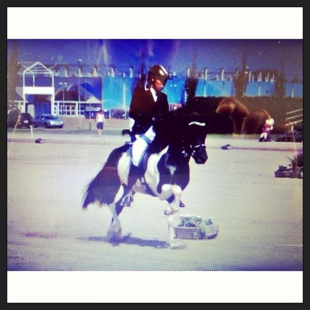 Islænder Söðull frá Miðsitju billede 13