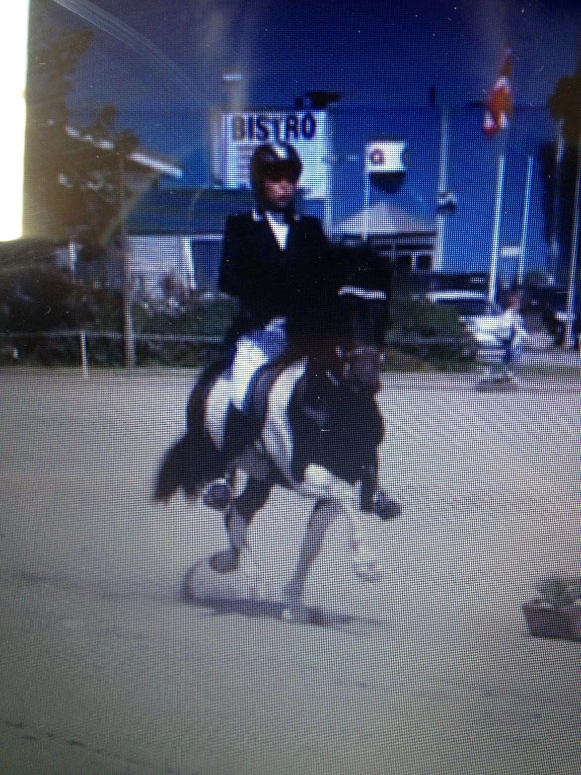 Islænder Söðull frá Miðsitju billede 14