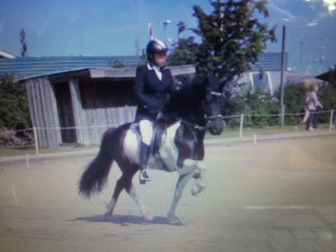 Islænder Söðull frá Miðsitju billede 15