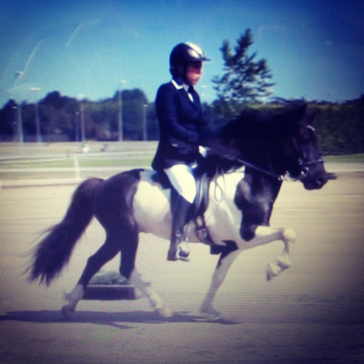 Islænder Söðull frá Miðsitju billede 16