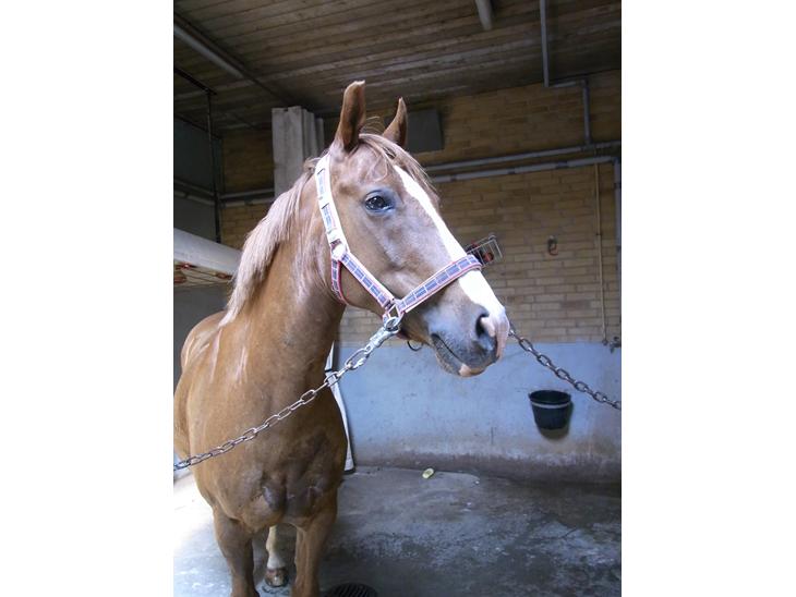 {{currentPhoto.altText}} billede {{currentPhoto.number}}